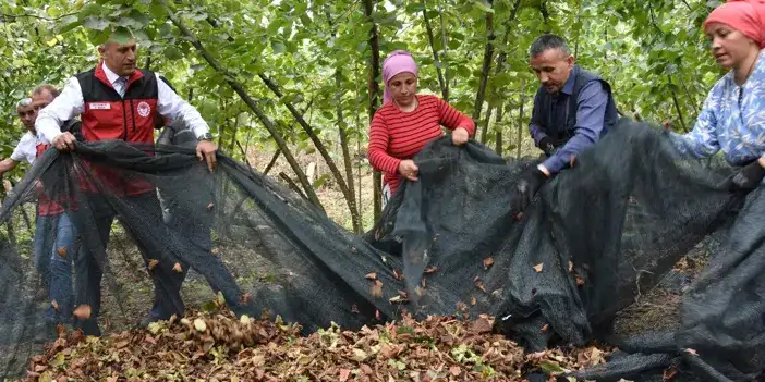 ordu-findik-hasdiiiiiiiiiii