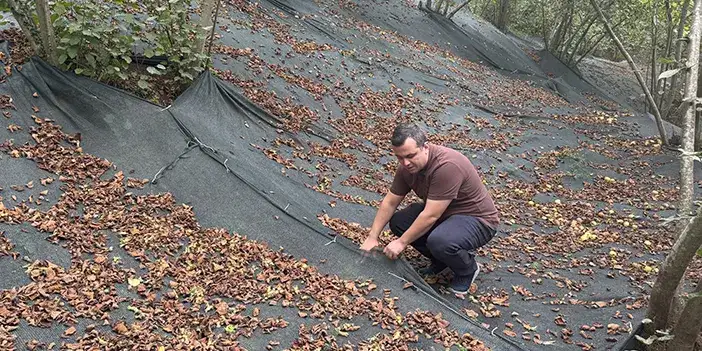 findik-hasadi-devam-ediyotr