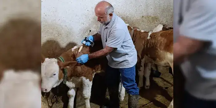 bayburrt-sap-asilari