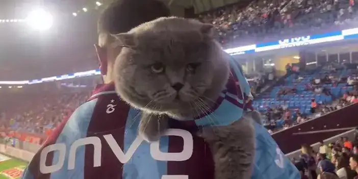 tom-kedi-mucadaleesi