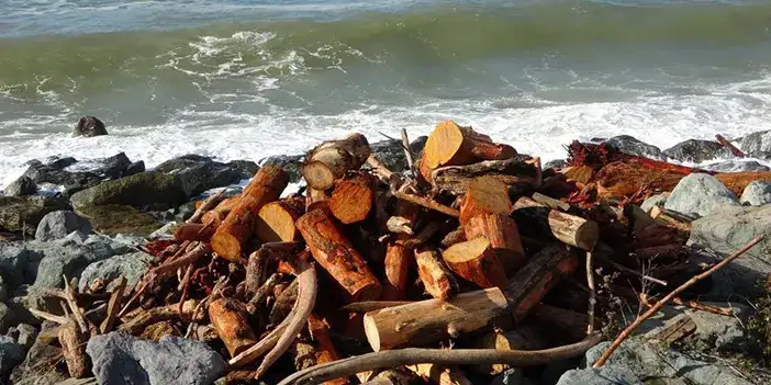 rizeliler-odunlari-iplyacak