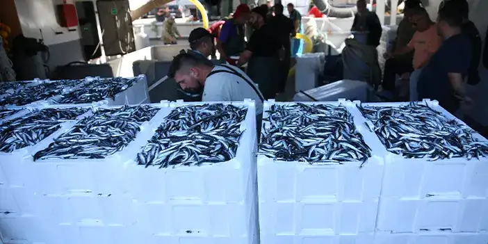 orduda-hamsi-bereketi