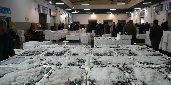 samsunda-balik-hasadi-yapildi