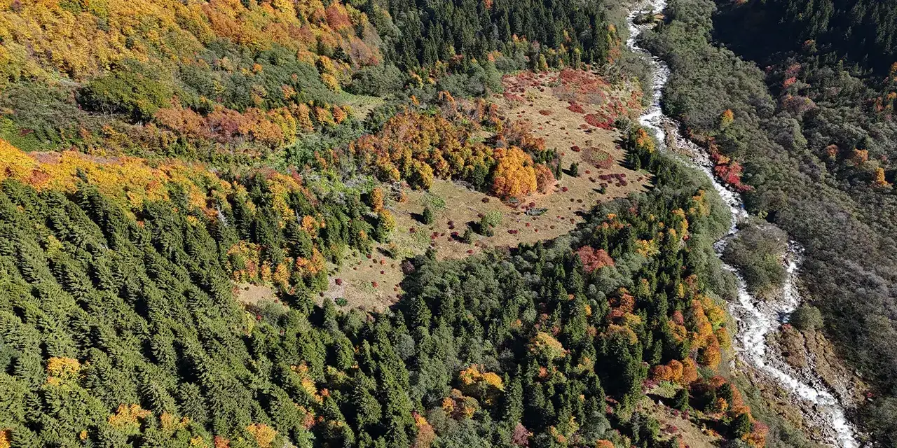 rizenin-kackar-daglsariaa