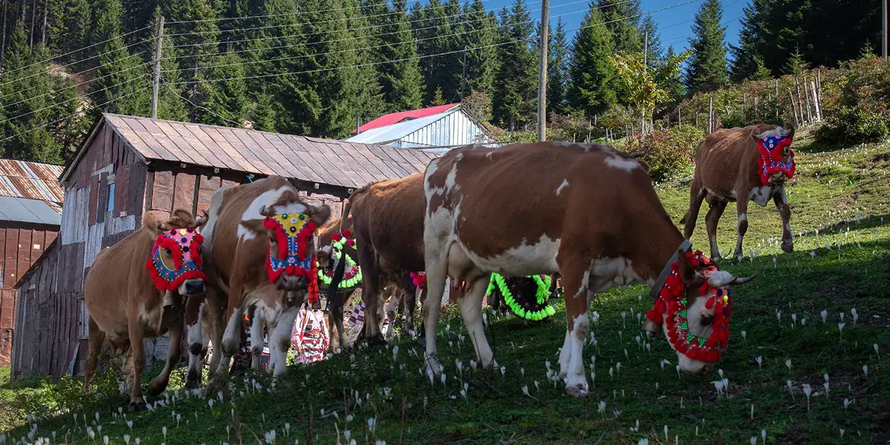 salpazari-goc-basladi