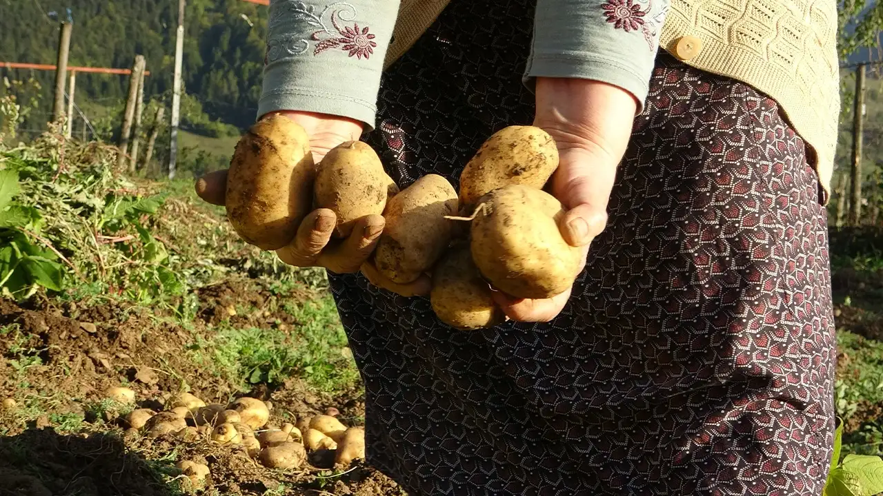 giresun-patates