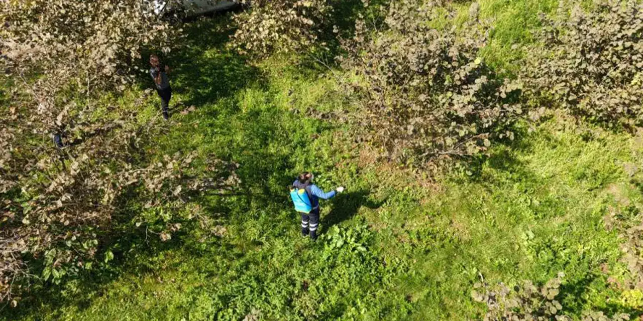 kokarca-bocegiisisis