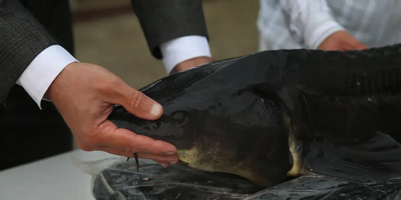 recep-tayyip-erodgannau