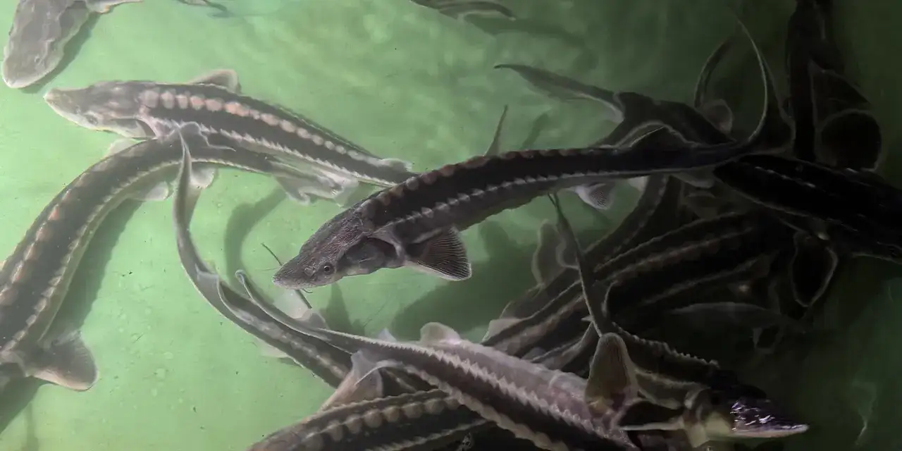 rize-nwesli-ytikenene