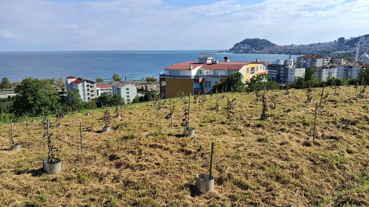 giresun-findik-fidesi