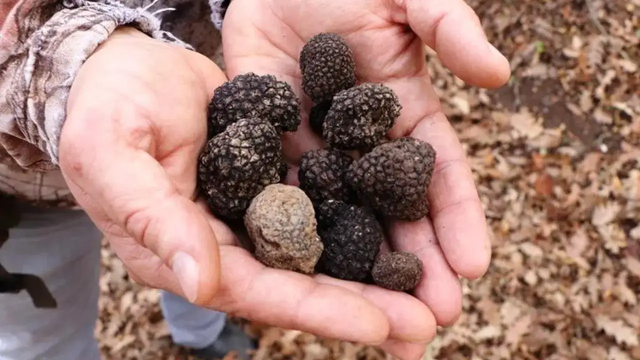 samsunda-bitki-uretiminden-milyonlarca-gelir