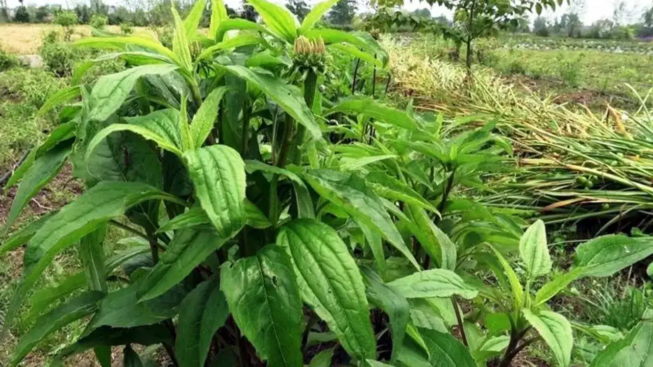 samsunda-bitki-uretiminden-milyonlarca-gelir