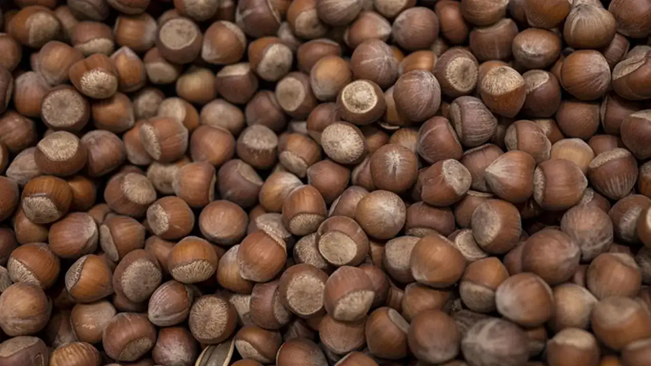 trabzonda-findik-ne-kadar