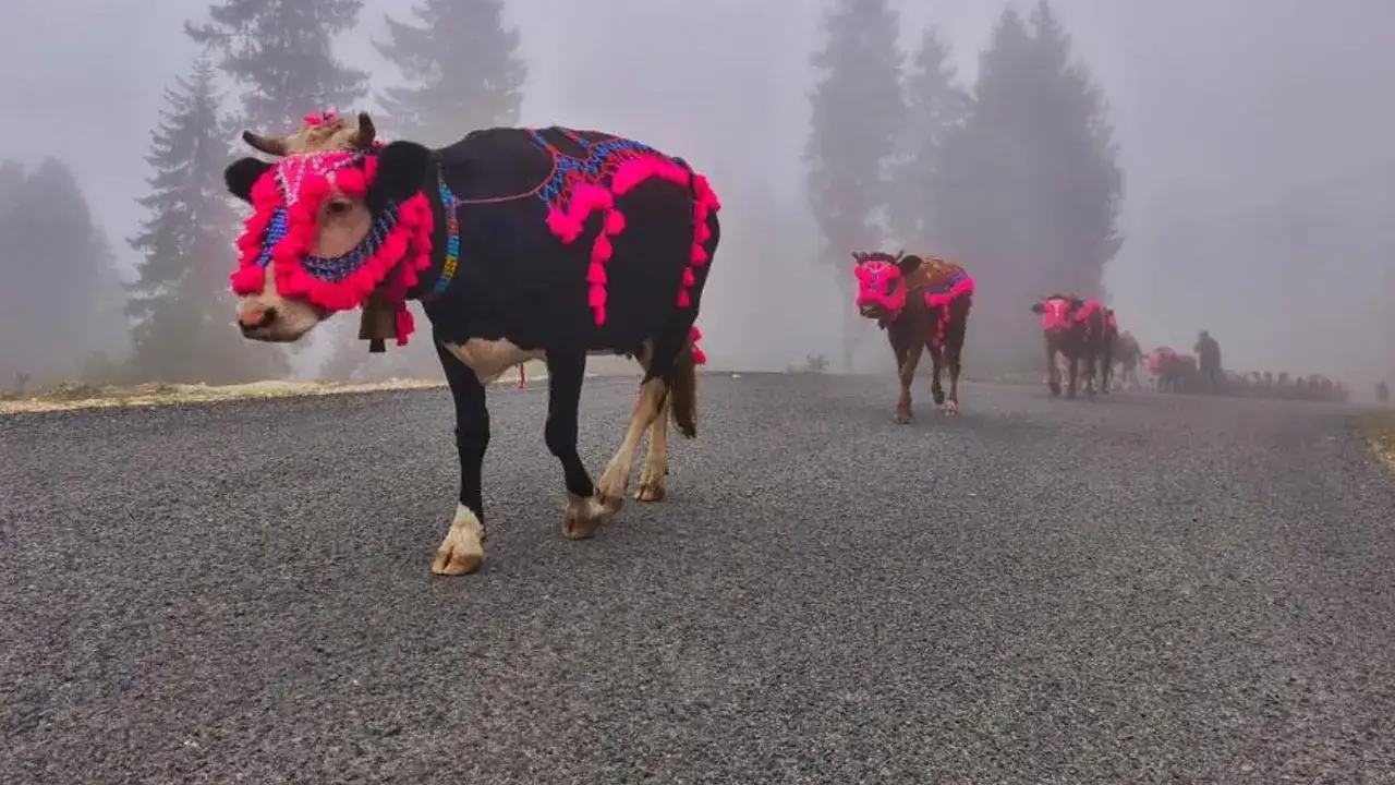 trabzonda-yayla-sezonu