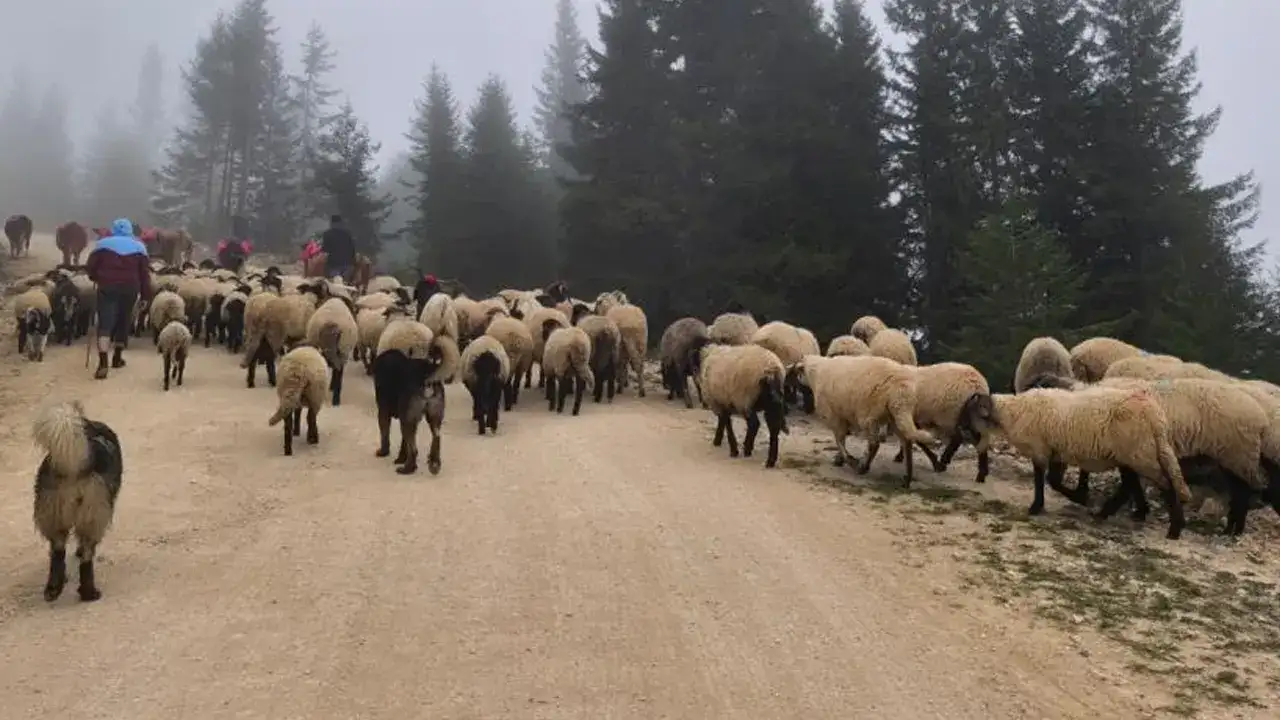 trabzonda-yayla-sezonu