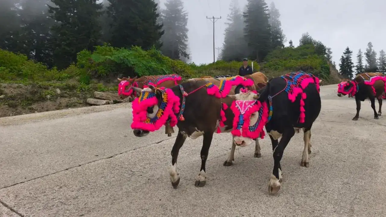 trabzonda-yayla-sezonu