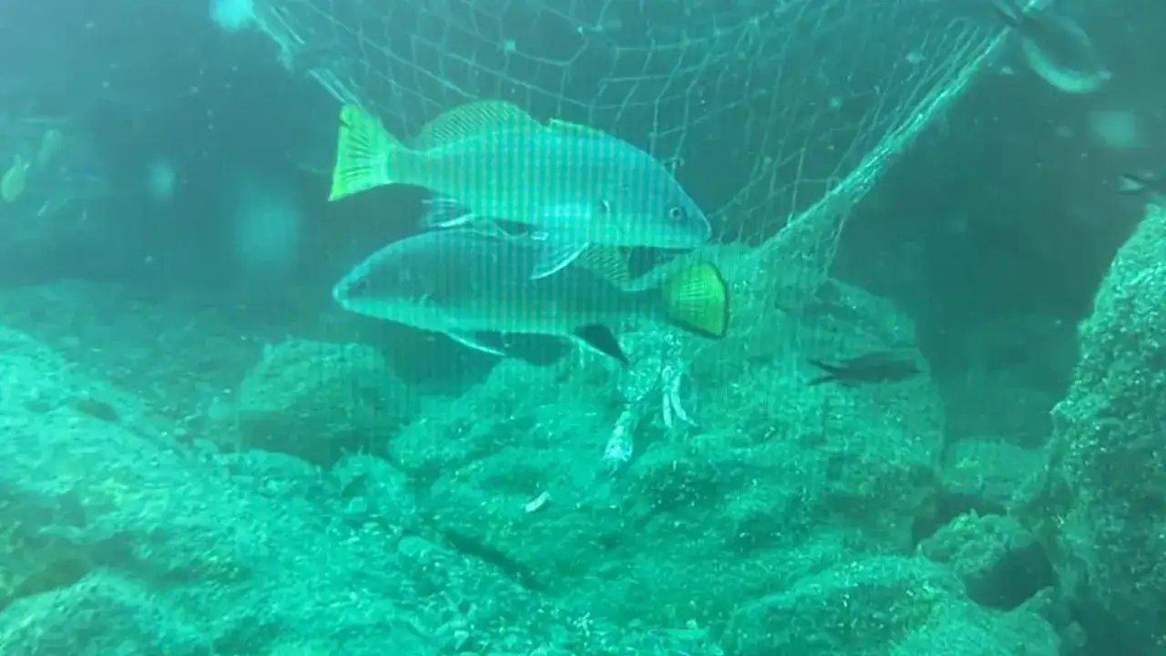 trabzonda-denizlerin-sessiz-katili