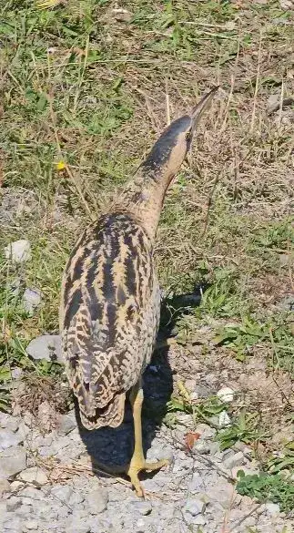 artvin-nesli-tukenmekte-olan-kus