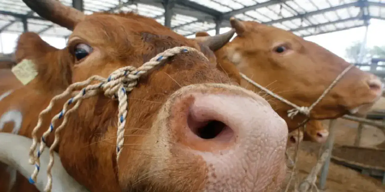 deli-dana-hastaligi-nedir