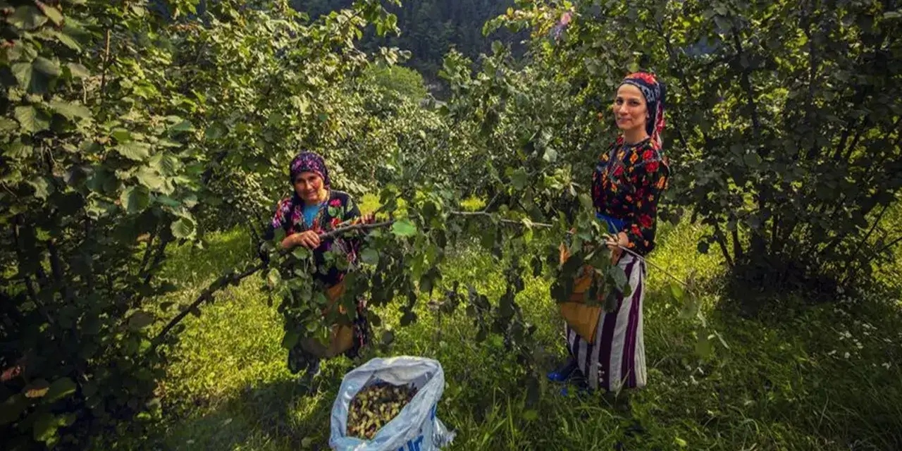 findikta-alarmi-kuraklik