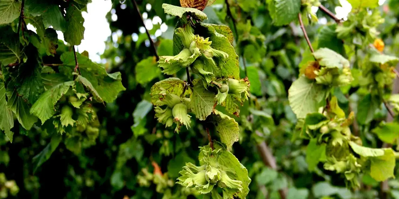 trabzonda-kurakliiks