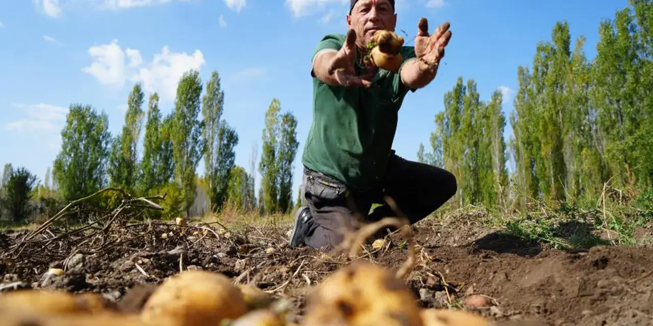 bayburt-patates-hasadi-i