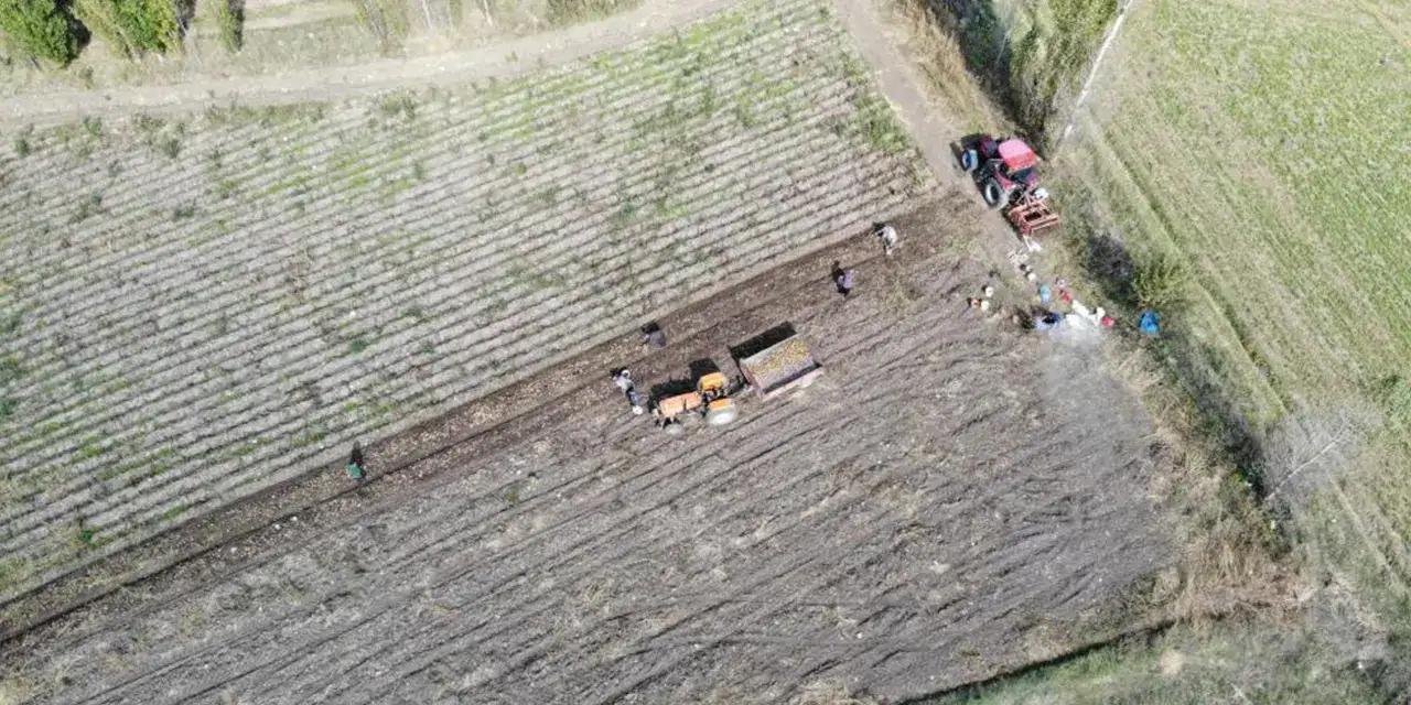 bayburt-patates-hasadii-basladoi