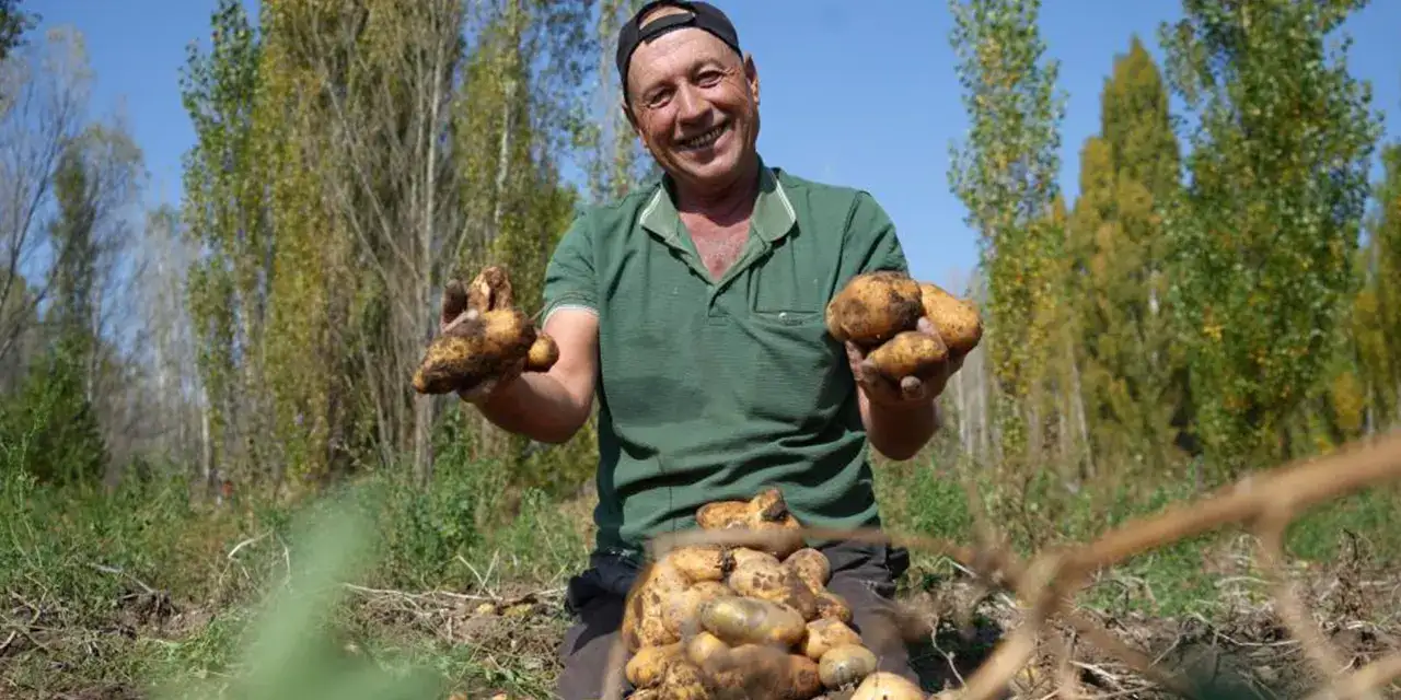 bayburt-patates-hasssddi