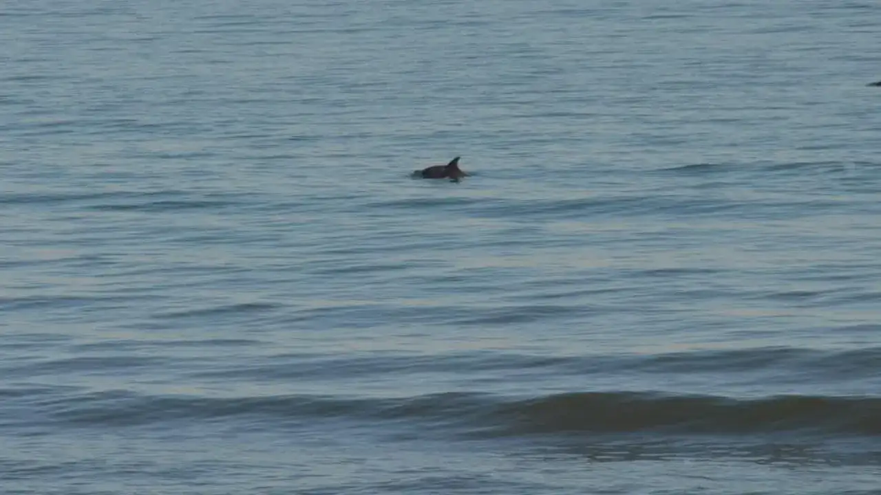 orduda-yunus-solen-yasatti