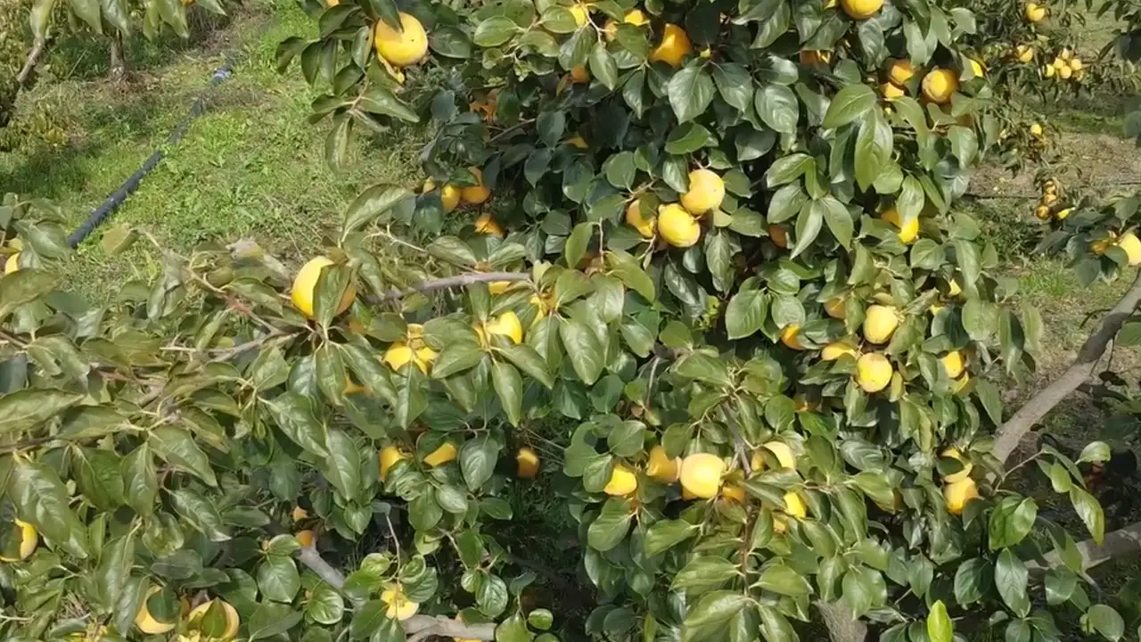 trabzon-hurmasinda-yeno-donemm