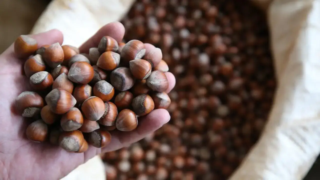 trabzonda-findik-fiyatlari