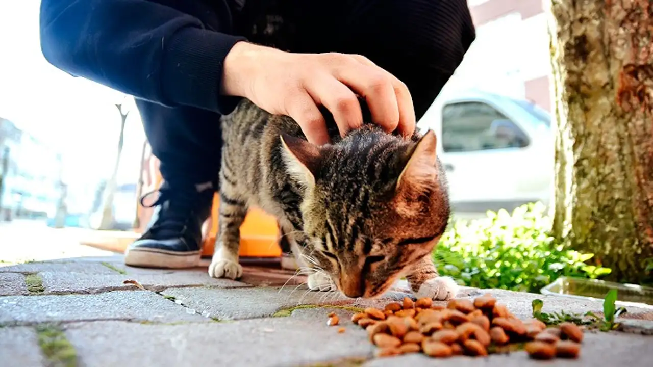 anahtar-deligi-resimler