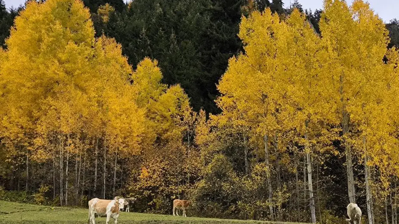 artvinde-kartpostallik-manzaralar-buyuledi