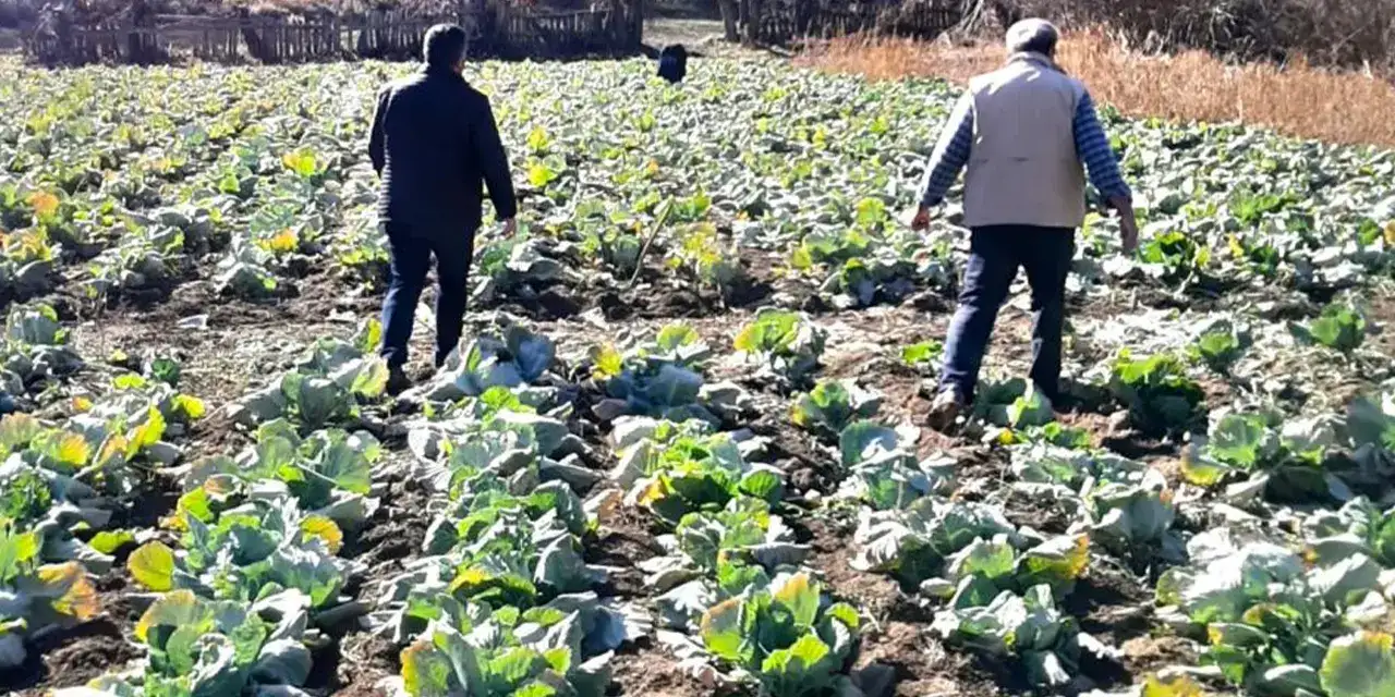 giresunda-lahana-hirsizligii