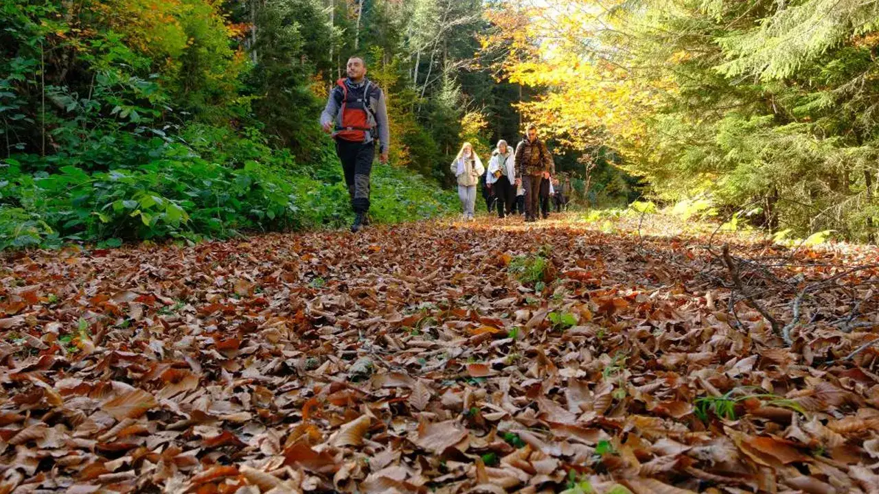 gumushanenin-dogal-agac-muzesine-yogun-ilgi