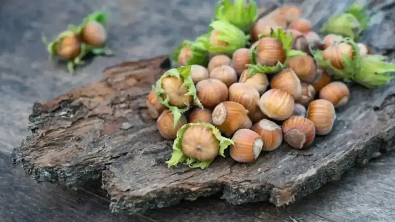 trabzonda-findik-fiyatlari-sabit-kaldi