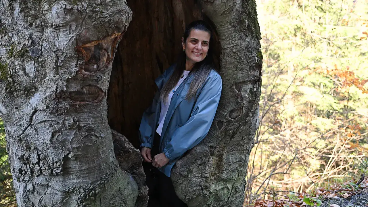 trabzondaki-oyuk-agaclar-dikkat-cekiyor