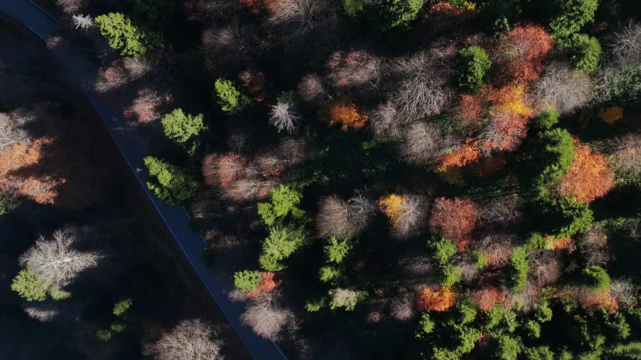 trabzondaki-oyuk-agaclar-dikkat-cekiyor