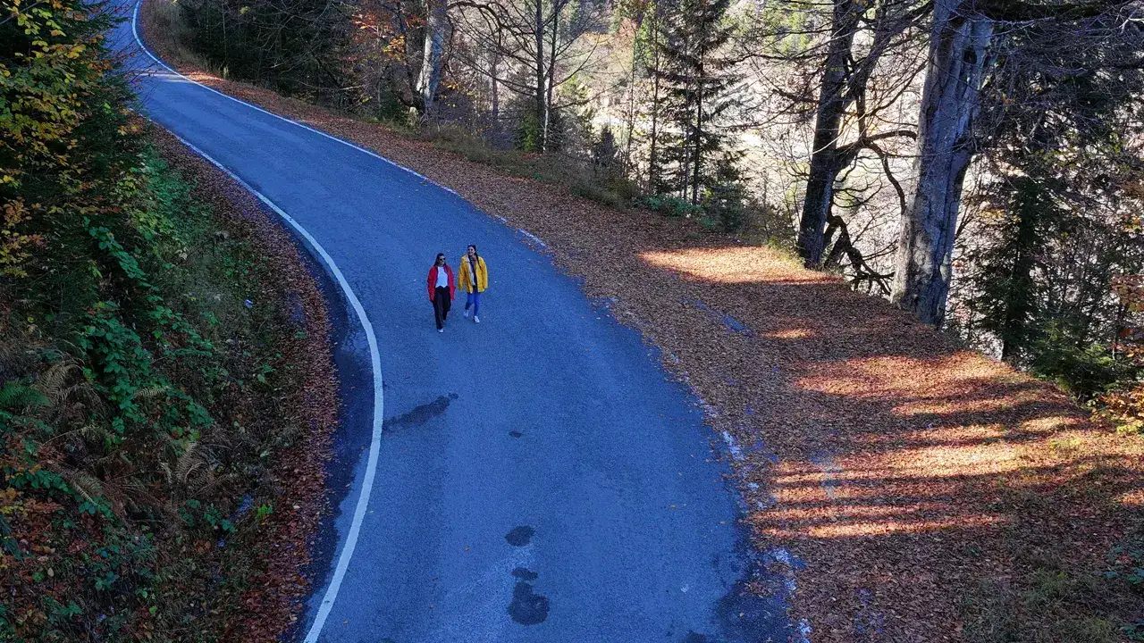 trabzondaki-oyuk-agaclar-dikkat-cekiyor