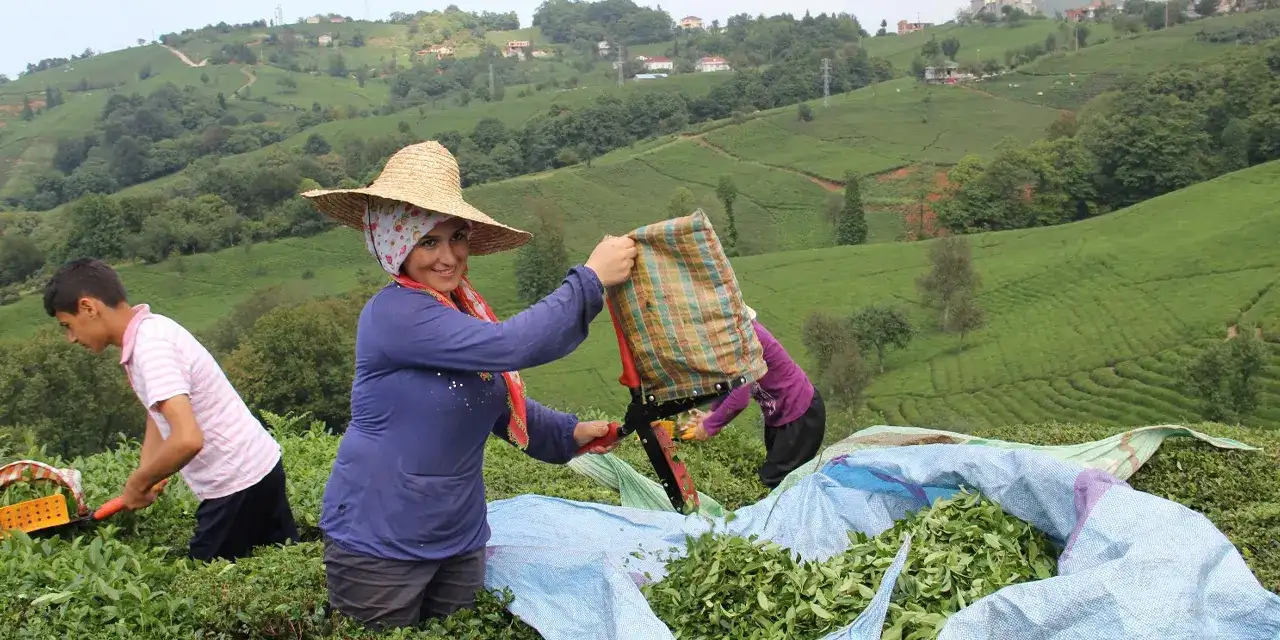 caysiad-baskaniii-cay