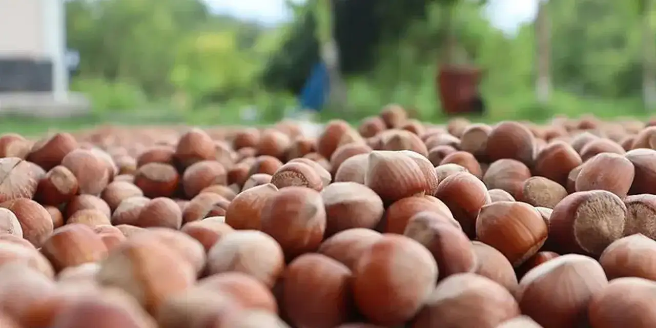 giresundaaa-findik-ihracati