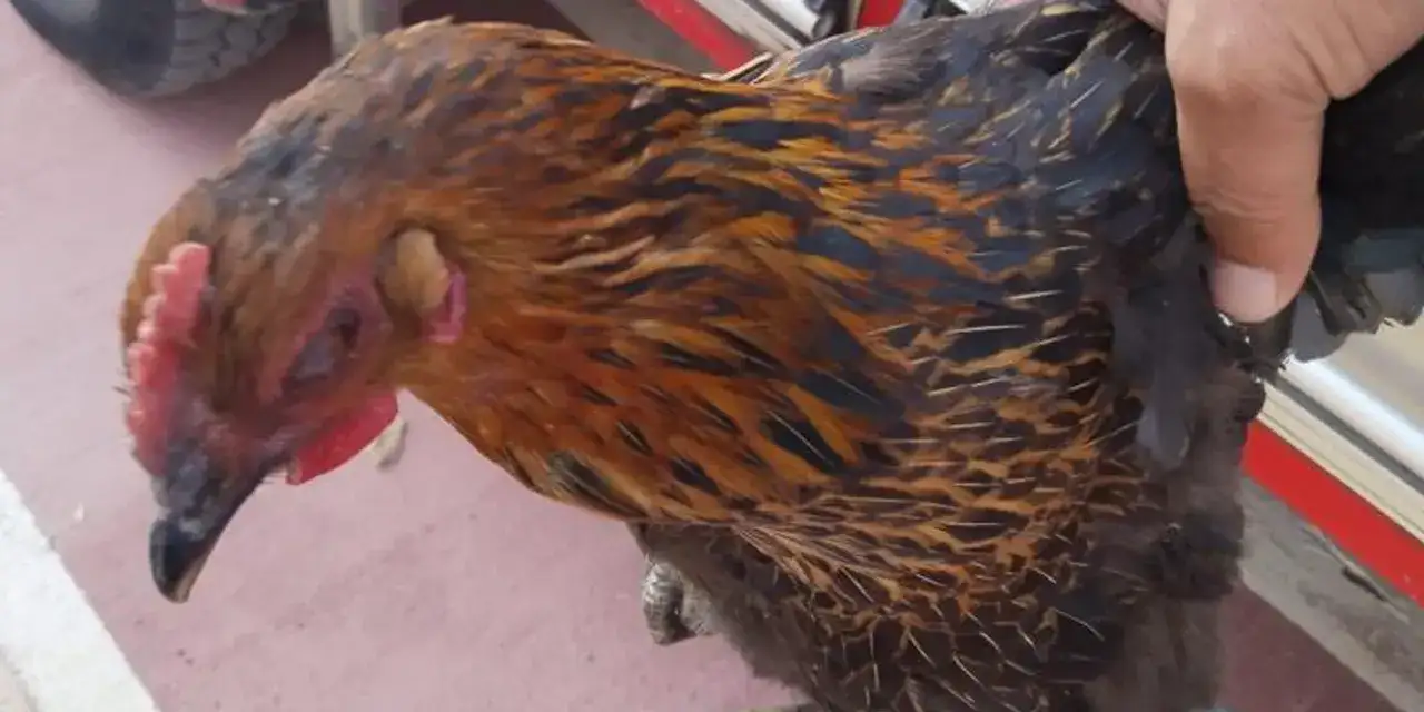 gumushanede-cayira-tavuk-dustu