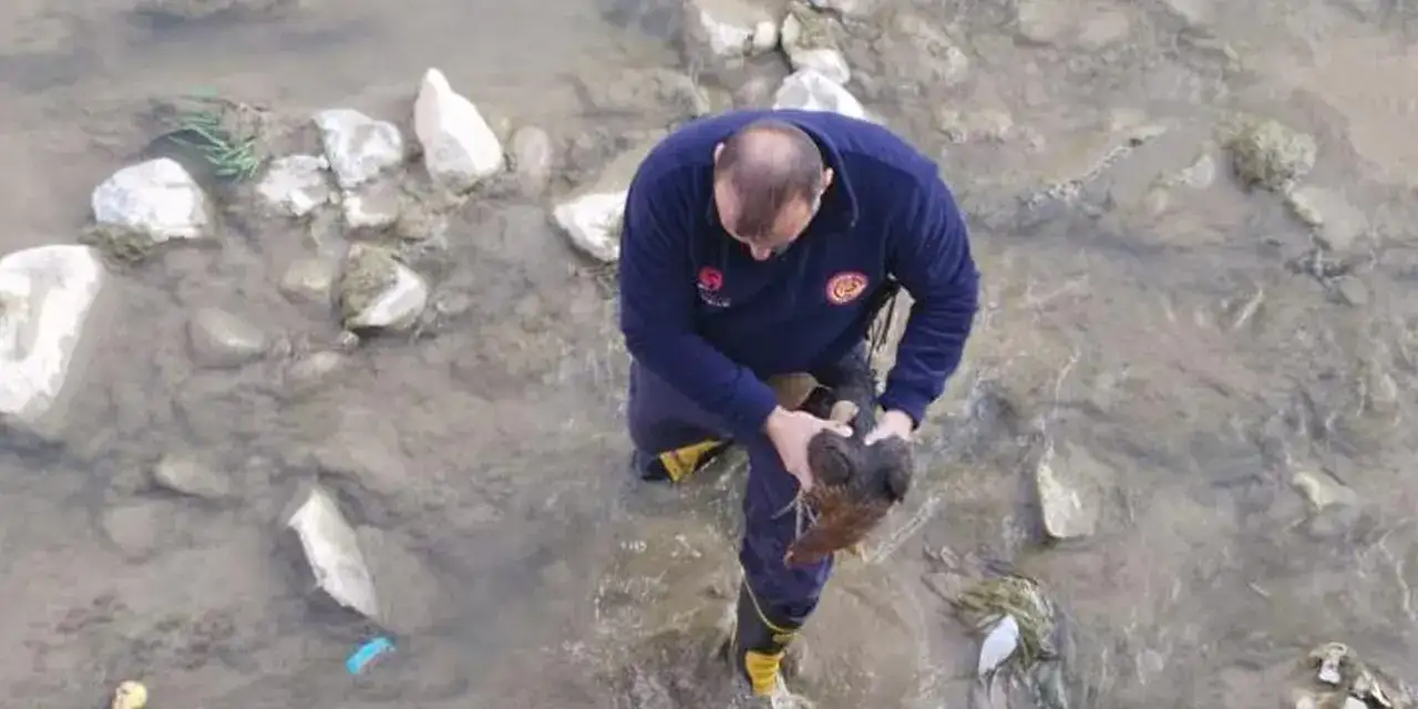 gumushanede-cayisa-tavuk-dustu