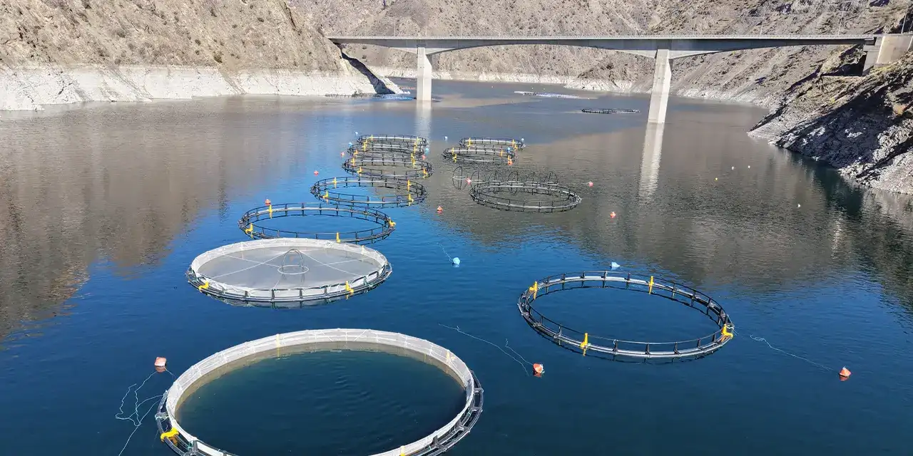 artvinde-balik-ihracati-aa