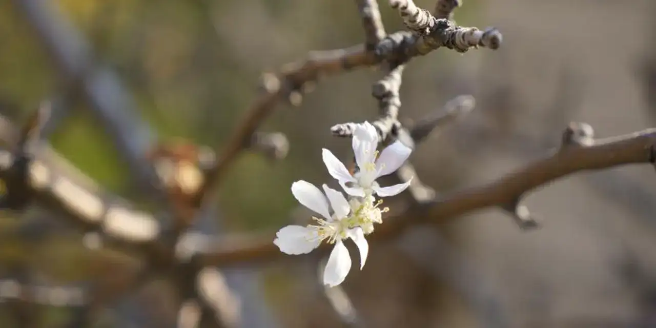 gumushanede-acan-cicek