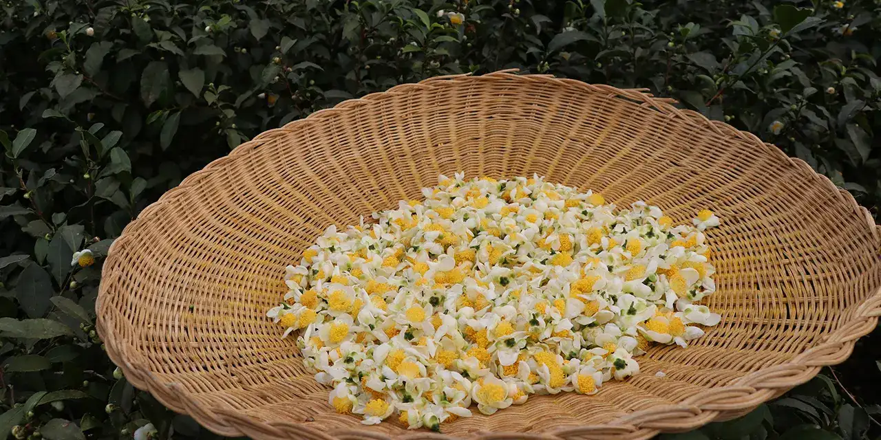 rizede-caymer-ueretimi