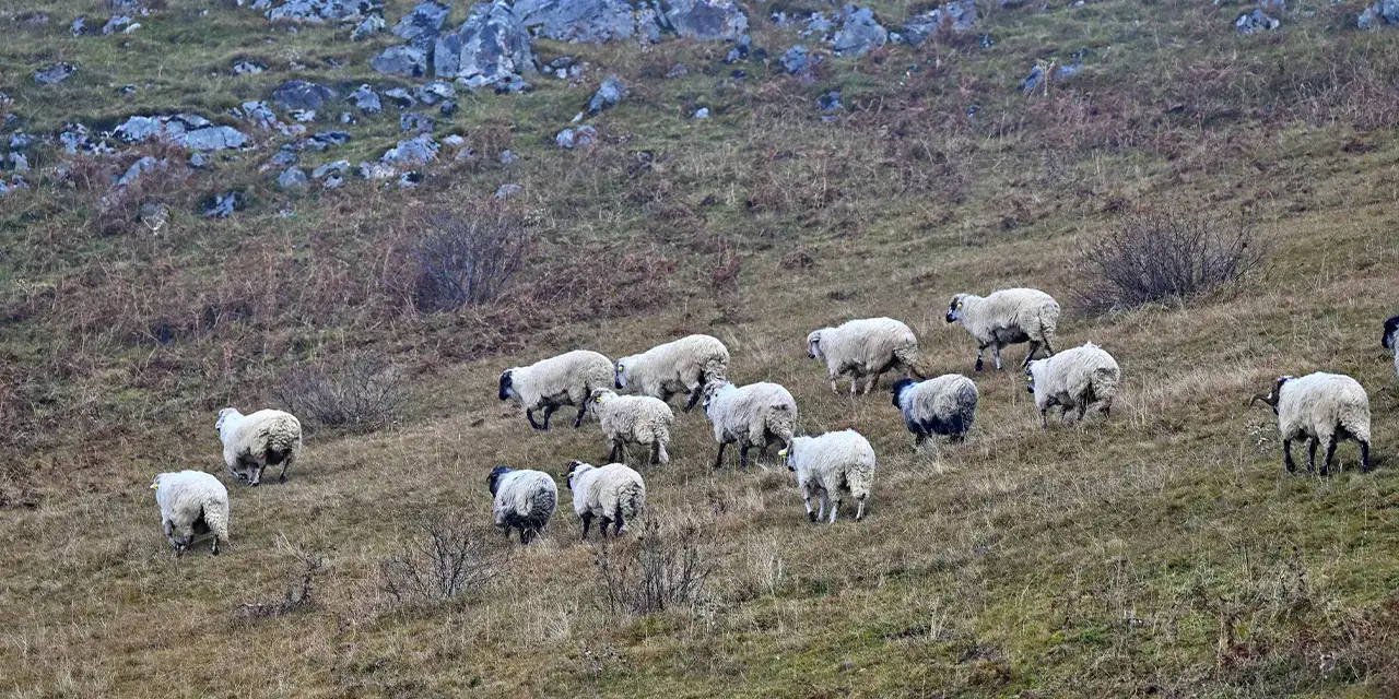 trabzonda-mesai-yaylalarin-ustunde