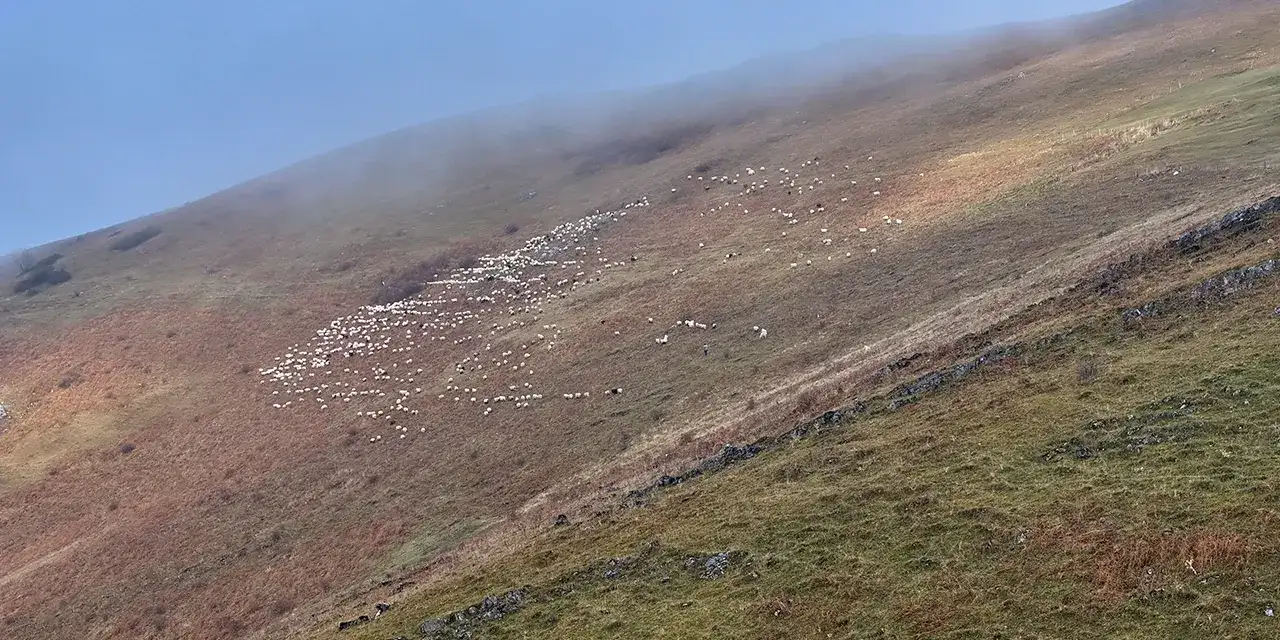 trabzonda-sverek-yaylasi