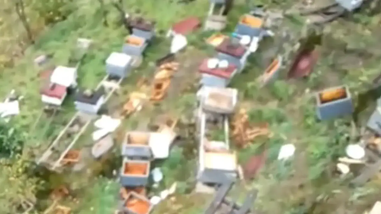 trabzonda-ayi-dehseti-suruyor