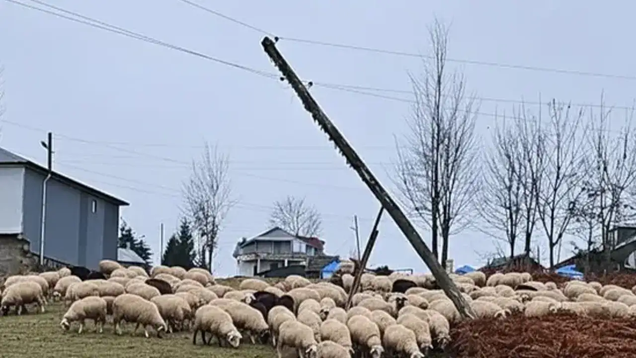 trabzonun-o-yaylasinda-tehlike-canlari-caliyor